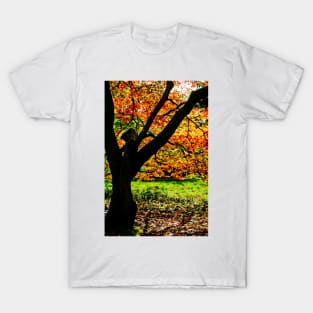 Autumn Acer Tree Westonbirt Arboretum Cotswolds Gloucestershire T-Shirt